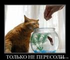 Прикрепленное изображение: 1651911248.jpg