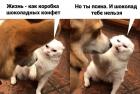 Прикрепленное изображение: Шоколад и псина.jpg