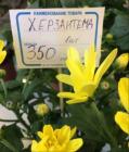 Прикрепленное изображение: Херзантема.jpg