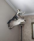 Прикрепленное изображение: Котик на олене.jpg
