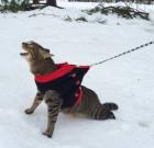 Прикрепленное изображение: Котик на поводке.jpg