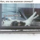 Прикрепленное изображение: Кот сломал жалюзи.jpg