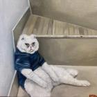 Прикрепленное изображение: CZKDu6oCdXg.jpg