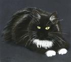 Прикрепленное изображение: black-fluffy-cat-anastasiya-malakhova.jpg