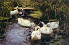 Прикрепленное изображение: Alexander_Koester-Enten.jpg