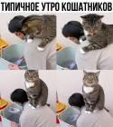 Прикрепленное изображение: Утро кошатников.jpg