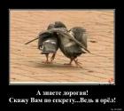 Прикрепленное изображение: Ведь я орел.jpg
