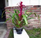 Прикрепленное изображение: Гузмания.JPG