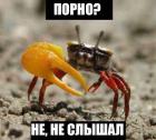 Прикрепленное изображение: image.jpeg
