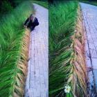 Прикрепленное изображение: Парикмахер на самоизоляции.jpg