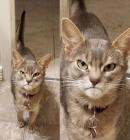 Прикрепленное изображение: Кот осуждает.jpg