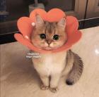 Прикрепленное изображение: photo_2021-05-25_23-04-59.jpg