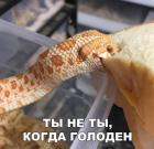 Прикрепленное изображение: Змея ест хлеб.jpg