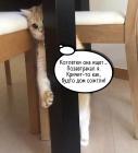 Прикрепленное изображение: Котик позавтракал.jpg