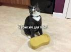 Прикрепленное изображение: котик убил врага.jpg