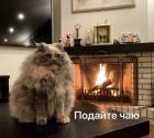 Прикрепленное изображение: Котик требует чай.jpg