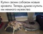 Прикрепленное изображение: Новые кровати для собак.jpg