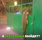 Прикрепленное изображение: 19875432_1519451258098588_9145277649276566725_n.jpg