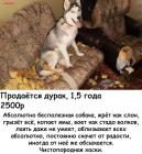 Прикрепленное изображение: uOgNmGuGmIw.jpg