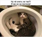 Прикрепленное изображение: Котик не на постели.jpg