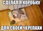 Прикрепленное изображение: Котик и черепаха 1.jpg