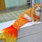 Прикрепленное изображение: Котик-русалка.jpg