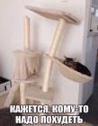 Прикрепленное изображение: коту надо похудеть.jpg