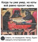 Прикрепленное изображение: Коты просят жрать.jpg
