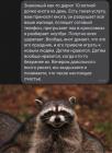 Прикрепленное изображение: Енот на день.jpg