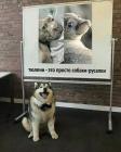 Прикрепленное изображение: Тюлени.jpg
