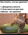 Прикрепленное изображение: Кабачок и одиночество.jpg