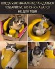 Прикрепленное изображение: подарок не для кота.jpg