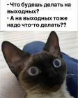 Прикрепленное изображение: На выходных.jpg