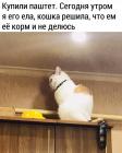 Прикрепленное изображение: Кошка обиделась.jpg