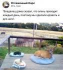 Прикрепленное изображение: Олень приходит каждый день.jpg