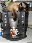Прикрепленное изображение: Котик на кофеварке.jpg