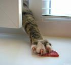 Прикрепленное изображение: Лапа и колбаса.jpg