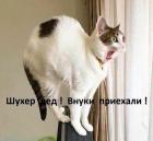 Прикрепленное изображение: Котик увидел внуков.jpg