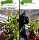 Прикрепленное изображение: Кот ест алоэ.jpg