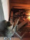 Прикрепленное изображение: Котик греет лапы.jpg