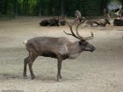 Прикрепленное изображение: rangifer-tarandus_14.jpg