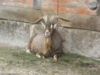 Прикрепленное изображение: capra-hircus_05.jpg
