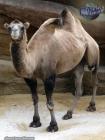 Прикрепленное изображение: camelus-bactrianus_06.jpg