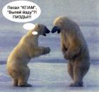 Прикрепленное изображение: медведы кгам.jpg
