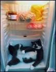 Прикрепленное изображение: Котик в холодильнике 3.jpg