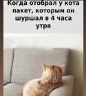 Прикрепленное изображение: Отобрал у кота пакет.jpg