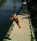 Прикрепленное изображение: Фаллос на крючке.jpg