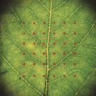 Прикрепленное изображение: Zawose___Michael_Brook___Assembly_01.jpg