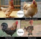 Прикрепленное изображение: zMdDaUsKErQ.jpg