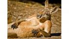 Прикрепленное изображение: _67236680_kangaroo.jpg